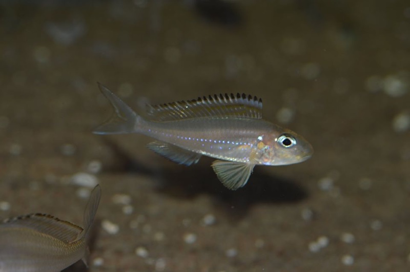 Xenotilapia nasus 'Chituta Bay'